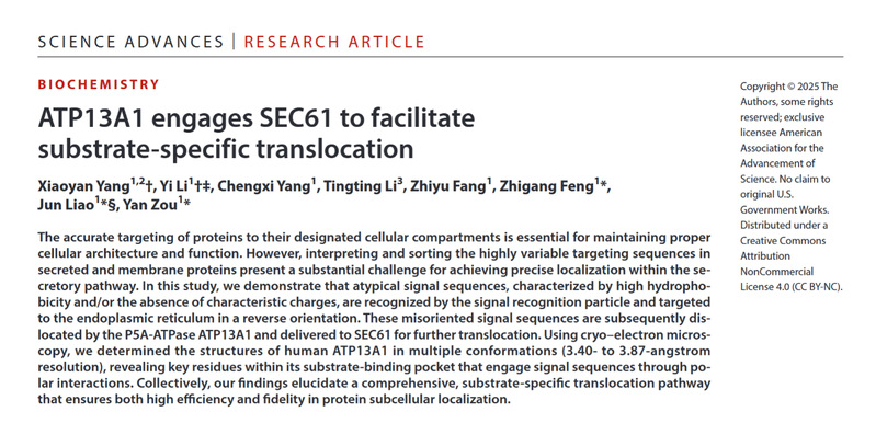 生命学院邹燕组及合作者揭示ATP13A1调控非典型信号肽内质网转位新机制